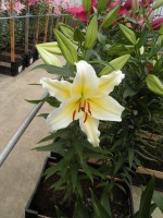 [1856 Cherburg No02.JPG]